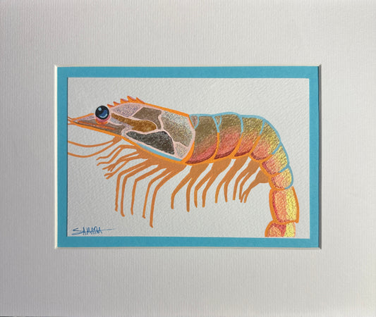Daddy Shrimp